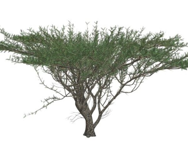 ArtStation - Umbrella Thorn Tree #02 - High Poly Tree (3D Model) | Game ...