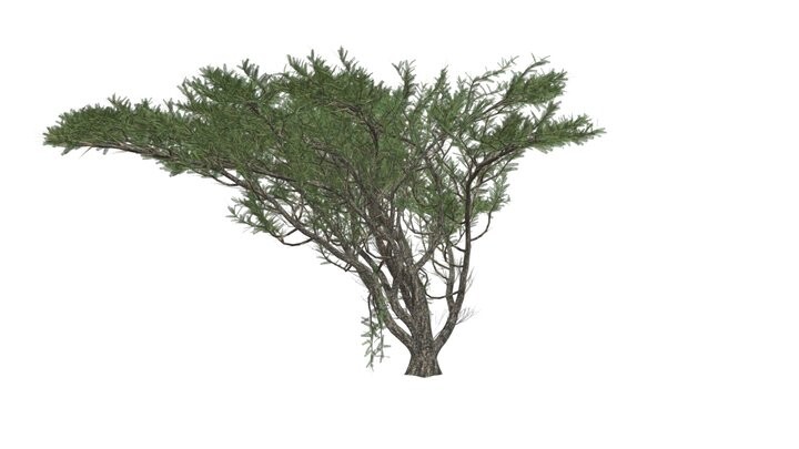 ArtStation - Umbrella Thorn Tree #03 - High Poly Tree (3D Model) | Game ...