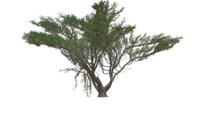 ArtStation - Umbrella Thorn Tree #08 - High Poly Tree (3D Model) | Game ...