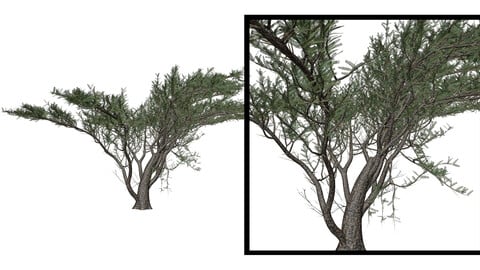 Kapok Tree #09 - 3D Model by AntonioKowatsch
