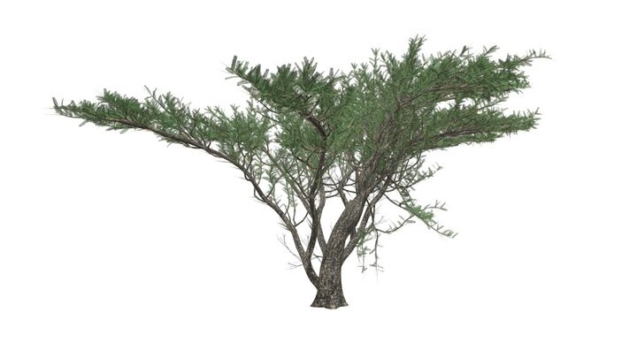 ArtStation - Umbrella Thorn Tree #10 - High Poly Tree (3D Model) | Game ...