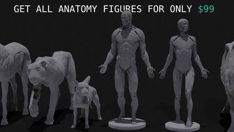 Ultimate Human & Animal Anatomy Figure (Decimated)