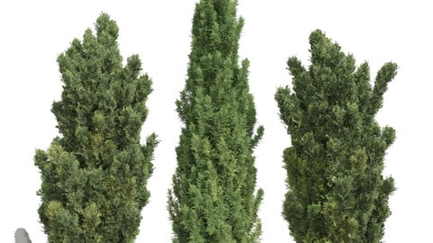 New Plant Mediterranean Cypress Italian Cypress High details Tree 001