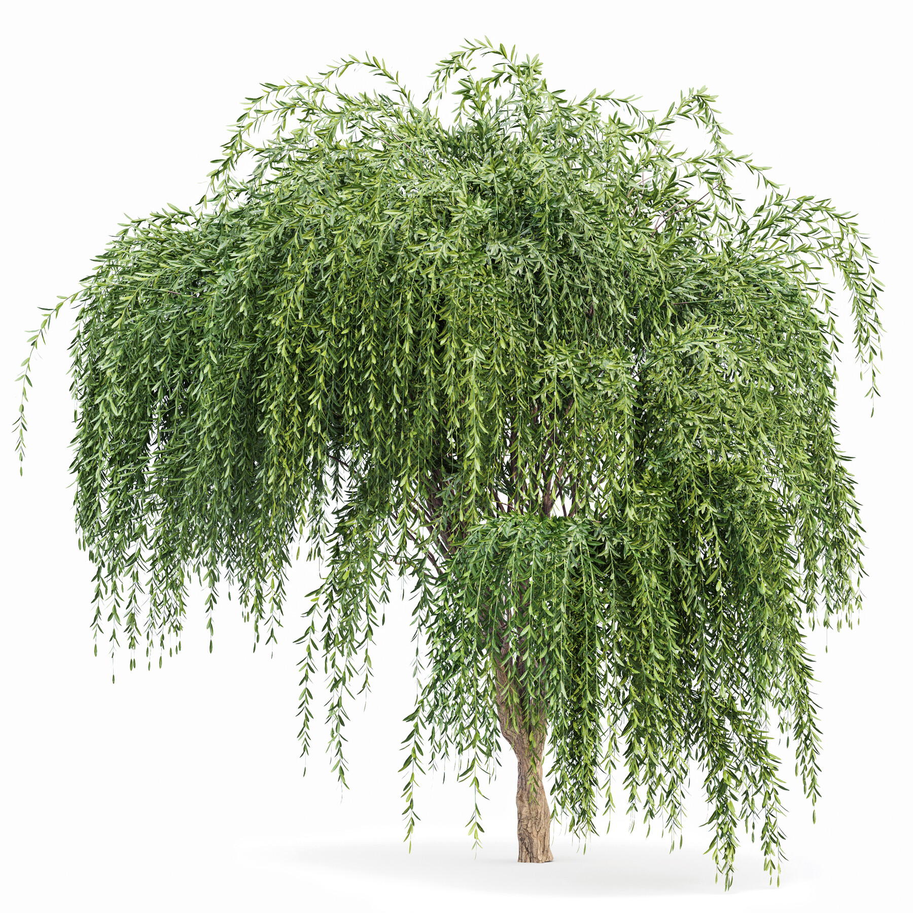 ArtStation - New Plant Palo verde Weeping Willow Tree | Resources