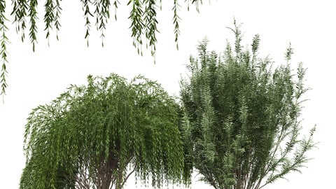 New Plant Weeping Pollard Willow Tree