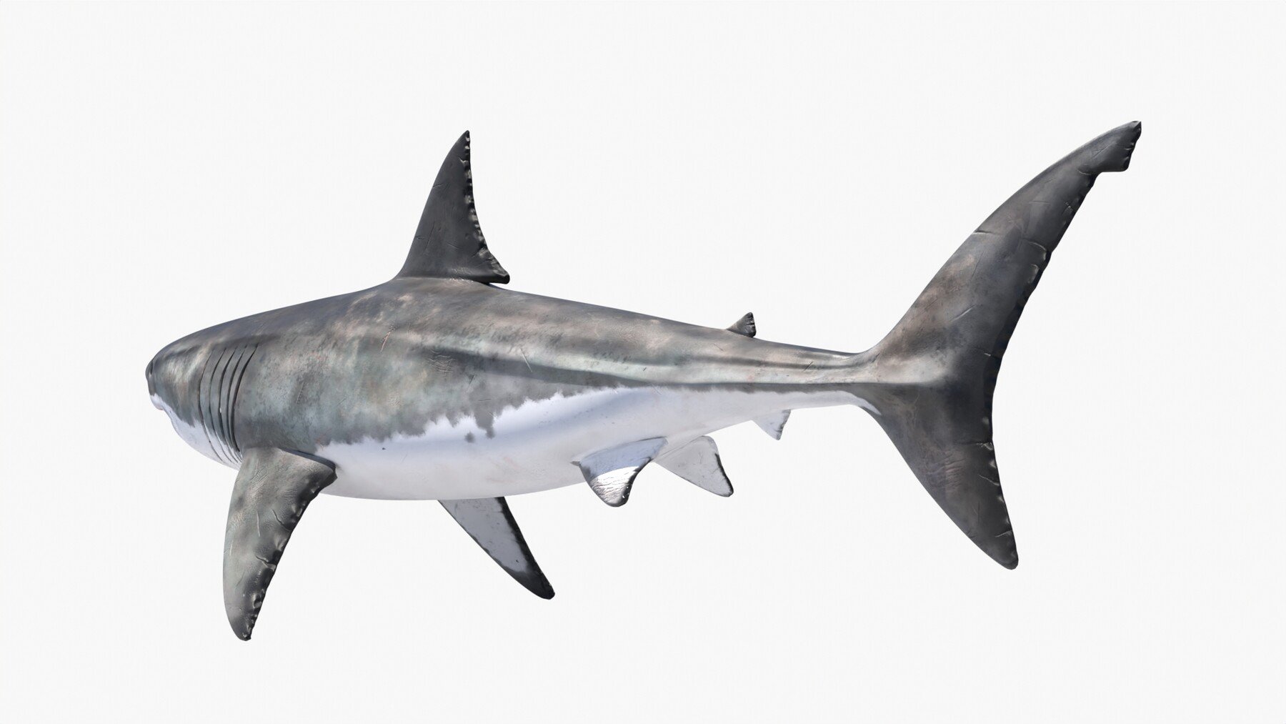 Blender Shark Model Download - Colaboratory