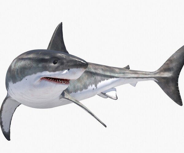 3D Great White Shark Rigged in Blender - TurboSquid 2009419