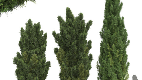 New Plant Mediterranean Italian Cypress Tree