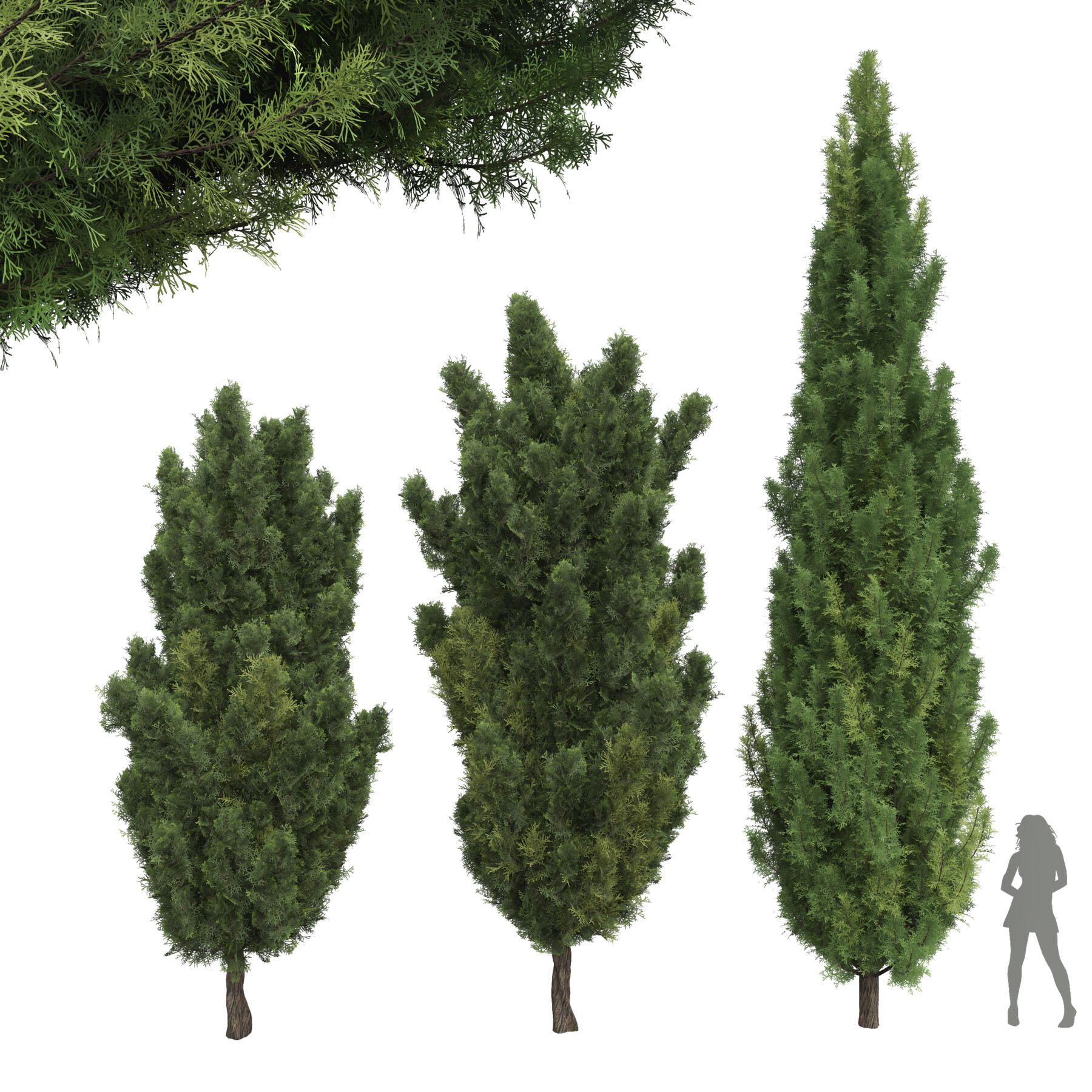 ArtStation - New Plant Mediterranean Italian Cypress Tree | Resources