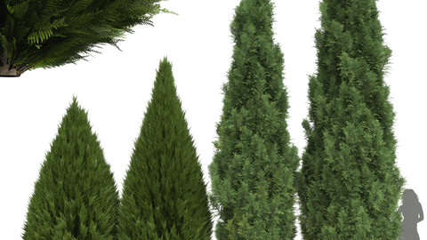 New Plant Juniperus chinensis Spartan Taylor Juniper Mediterranean Cypress