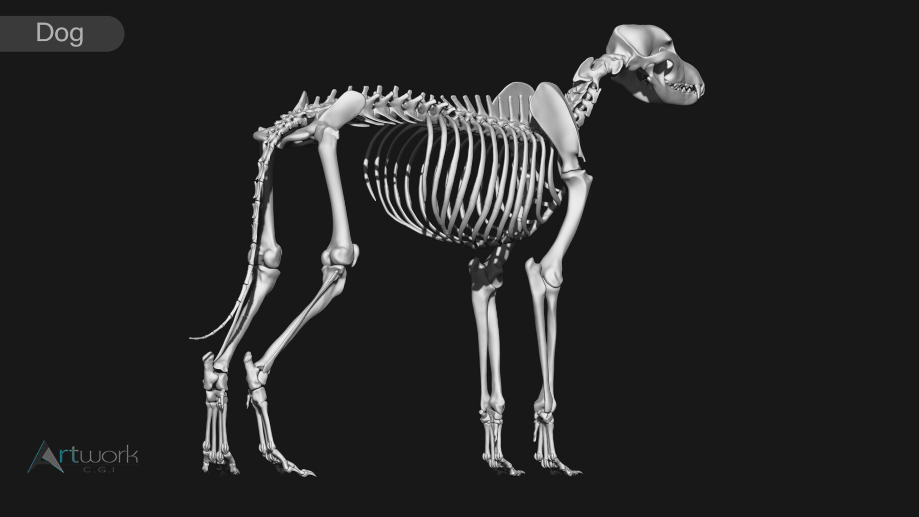 ArtStation - Cat & Dog skeleton | Resources