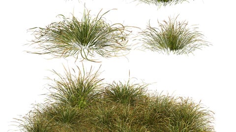 HQ Plants Stipa arundinacea Anemanthele lessoniana Little