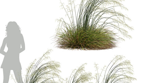 HQ Plants Stipa arundinacea Sweet Grass Windy