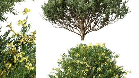 Coronilla Valentina Glauca and Cistus Albidus Zistrose