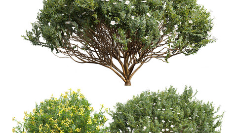 Coronilla Valentina Glauca and Cistus Albidus Zistrose Flower Decorative