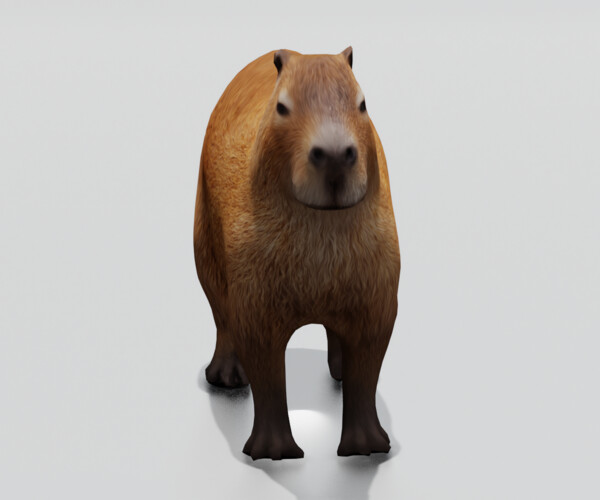 3D Capybara Models