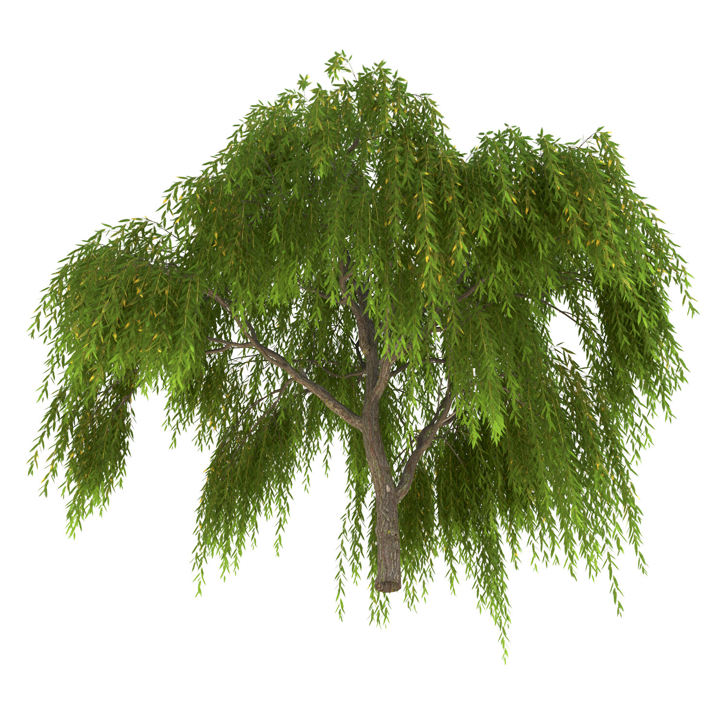 ArtStation - Salix babylonica Tree | Resources