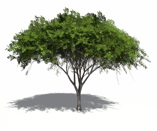 ArtStation Acacia Green Tree Resources