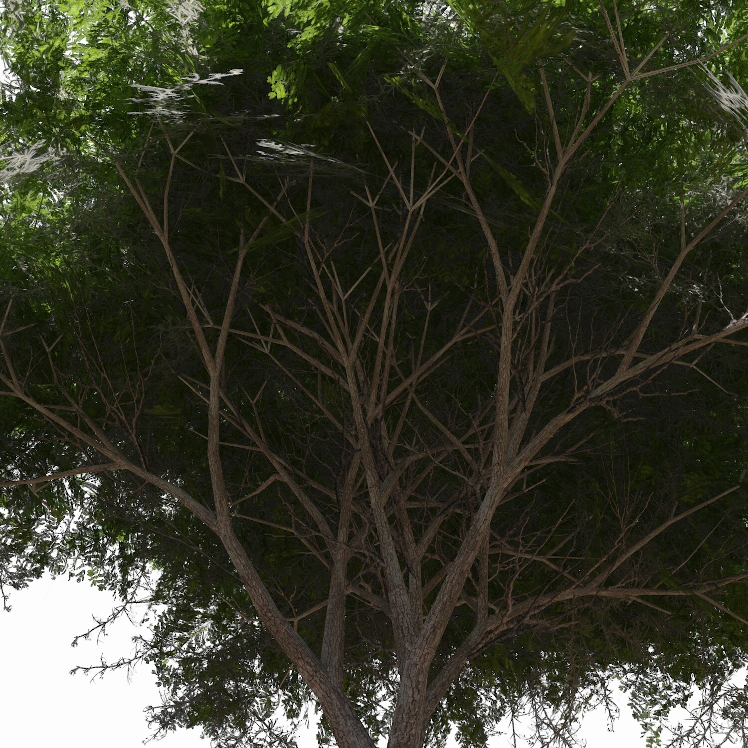 ArtStation Acacia Green Tree Resources