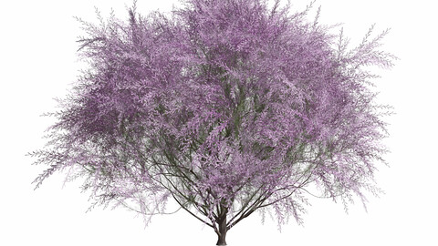 Tamarix Gallica Tree with Flowers