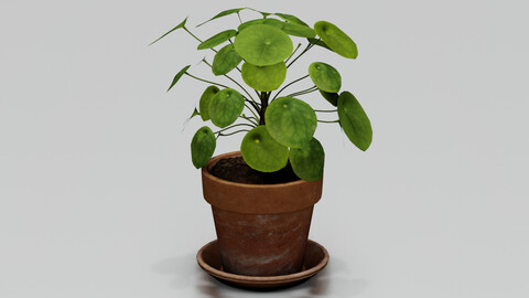 Terracotta plant  3D model