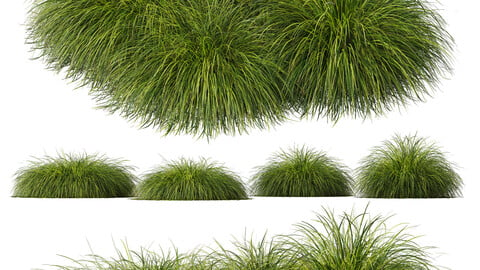 Plants Carex Elata Aurea Grass Version4