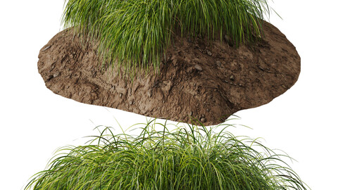 Plants Carex Elata Aurea Grass Version3