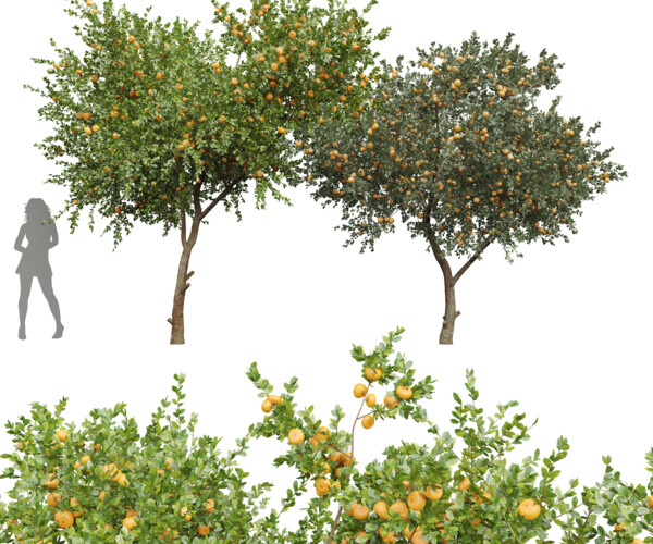 ArtStation - New Plant Orange fruit Tangerine tree001 | Game Assets