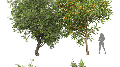 New Plant Tangerine fruit African Olive tree