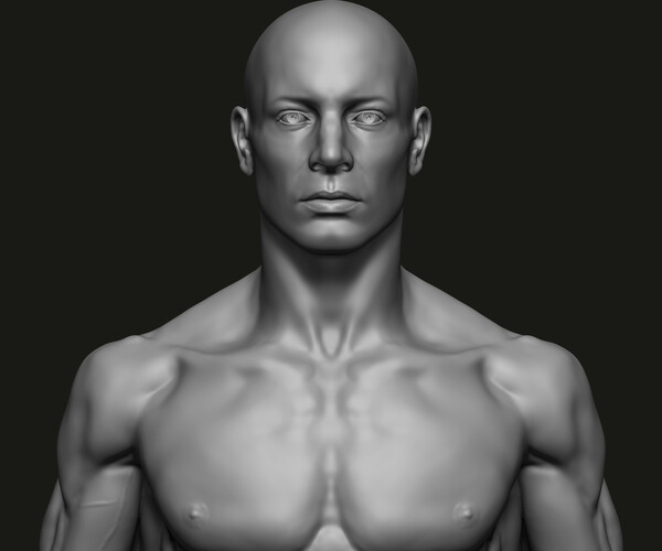 ArtStation Male anatomy study Resources