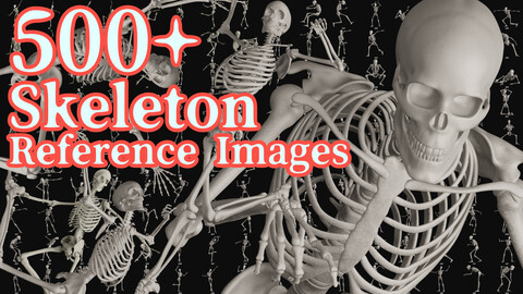 500+Skeleton Reference Images
