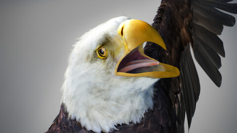 Animated Bald Eagle v2