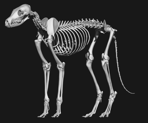 ArtStation - Fox skeleton | Resources