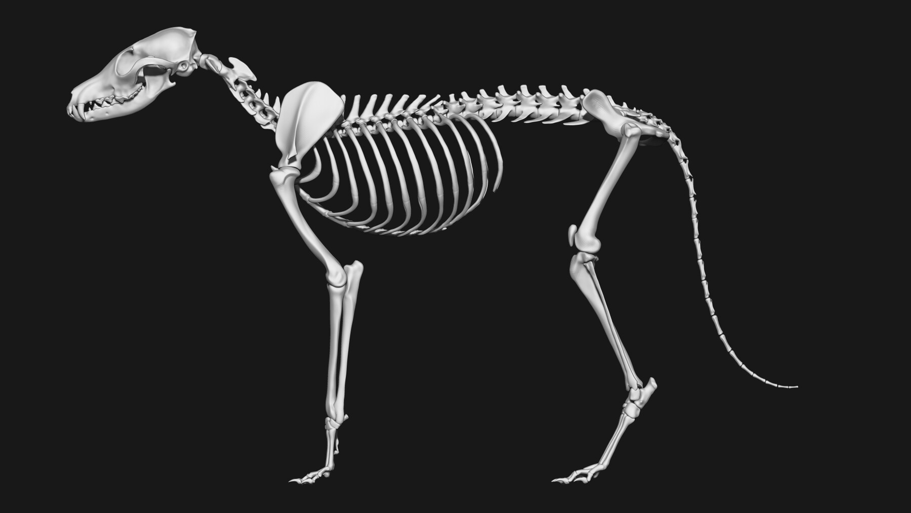 artstation-fox-skeleton-resources