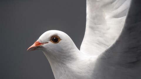 Animated White Dove