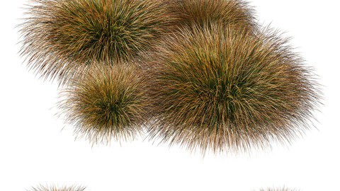 Plants Carex Testacea Orange Sedge Grass Prairie Fire Version4