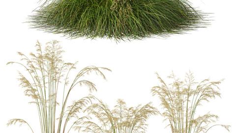 HQ Plants Celtica Gigantea Stipa Golden Oats