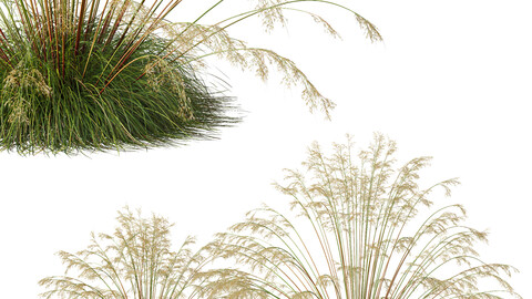 Plants Celtica Gigantea Stipa Golden Oats Version3