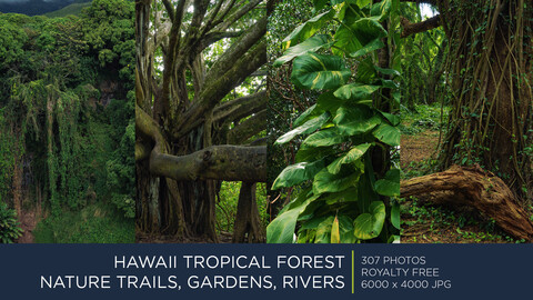 HAWAII TROPICAL FOREST | PHOTOPACK