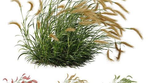 Plants Hordeum Jubatum Foxtail Barley Ornementale Orge Version03 Windy