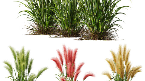 Plants Hordeum Jubatum Foxtail Barley Ornementale Orge