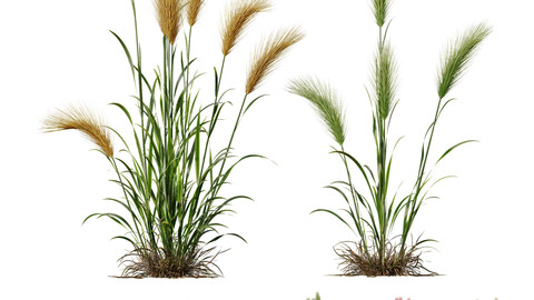 Plants Hordeum Jubatum Foxtail Barley Ornementale Orge Version05