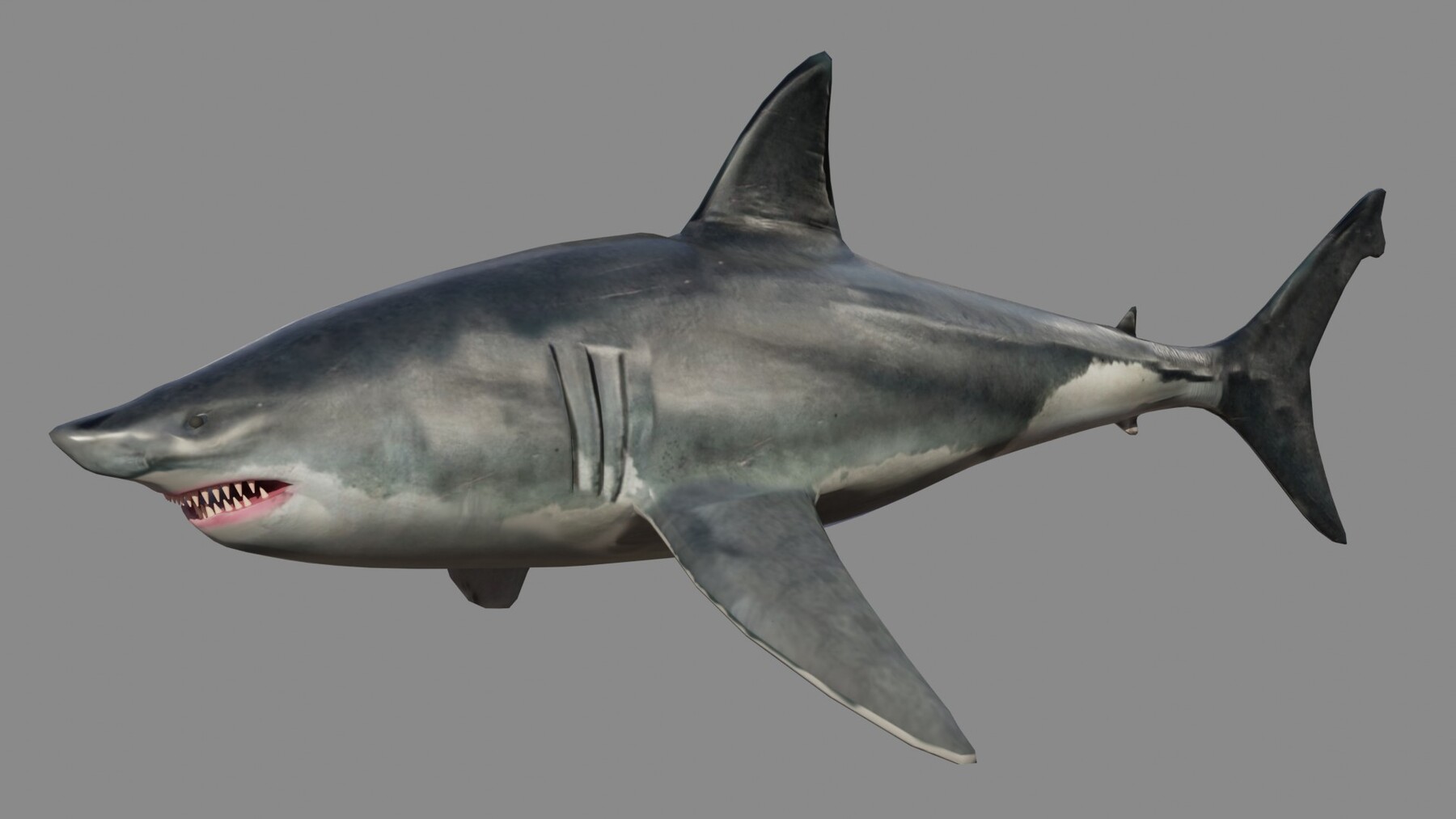 ArtStation - Shark Rigged and Animation in Blender