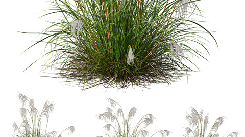 Plants Miscanthus Nepalensis Sinensis Sarabande Adagio Version02