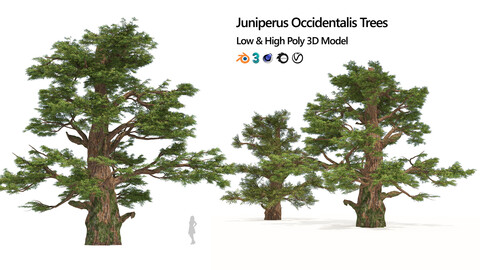 juniperus Occidentalis trees