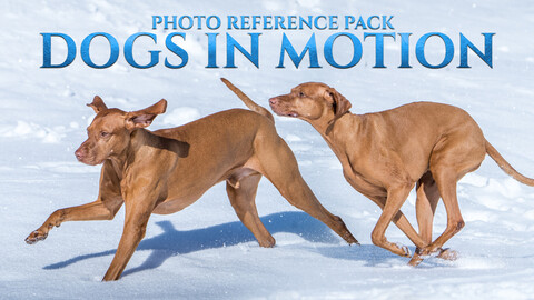 Dogs In Motion -Photo Reference Pack For Artists 464 JPEGs noAI