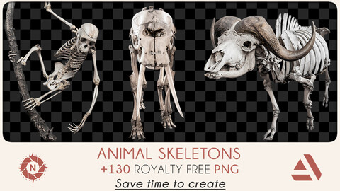 PNG Photo Pack: Animal Skeletons