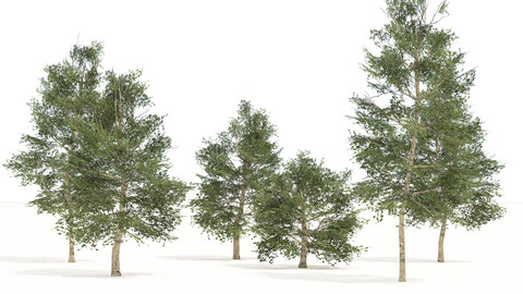 Common Buckthorn trees 3D model