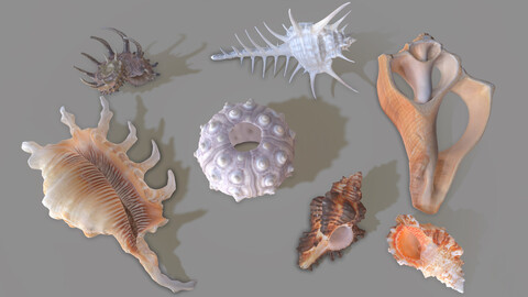 Explore the Wonders of the Ocean with 9 Photogrammetry-Scanned Sea Shells in 4K Texture and OBJ Format