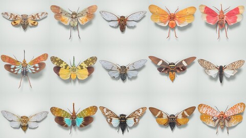 Immerse Yourself in the Beauty of Cicada Insects with 15 Photogrammetry-Scanned Specimens in 4K Texture and OBJ Format